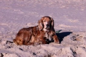 perro playa kiteschool dog