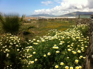 vistas tarifa playa mar oceano montaña flores sendero senderismo