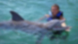 tarifa mar playa delfin dolphin vida marina animal